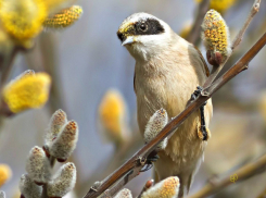 Весеннее равноденствие, первые жаворонки и вторая встреча весны: о погоде на этой неделе рассказывает «Блокнот Новочеркасск»
