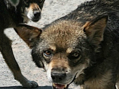 Зубастые охранники Азовского рынка наводят ужас на новочеркасцев