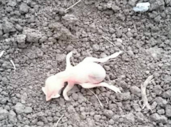 Труп странного существа обнаружил в своем огороде житель Новочеркасска