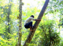 11-летний ребенок застрял на высоком дереве в Новочеркасске