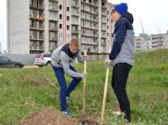 В Новочеркасске высадили аллею около нового детсада