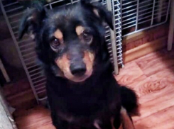 Жительница Новочеркасска спасла от смерти искалеченную дворняжку