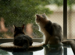 Предстоящий уик-энд в Новочеркасске будет пасмурным и дождливым