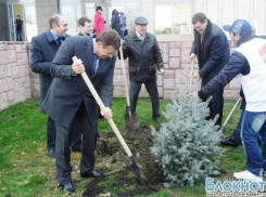 В Новочеркасске вместо вырубленных каштанов высадят елки и березы