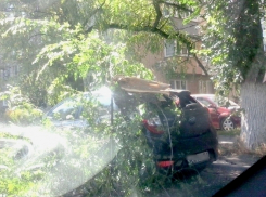 В Новочеркасске на «Хендай» прокурорского работника упала тяжелая ветка дерева