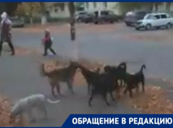 «Стая агрессивных собак бросается на детей», - новочеркасцы