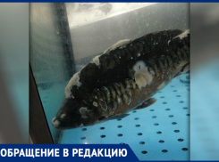«Больной вид карпа вызывает отвращение к еде», - новочеркасцы