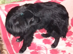 Измученного живодерами пса Мишку в Новочеркасске забрала фельдшер скорой помощи