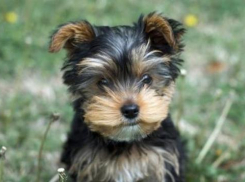 Недалеко от Новочеркасска мужчина не смог устоять перед «йорком» и украл его