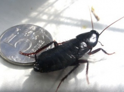  В Новочеркасске жителей многоэтажки атаковали жуки