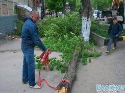 В центре Новочеркасска шквалистый ветер повалил дерево на здание банка (ВИДЕО)