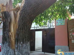 Детскому саду в Новочеркасске угрожает многотонное дерево – власти бездействуют