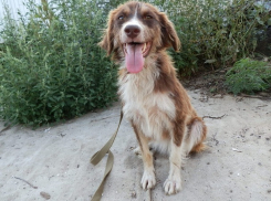 В Новочеркасске ищут хозяев для Аниты