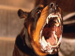 В Новочеркасске бродячая собака покусала мужчину