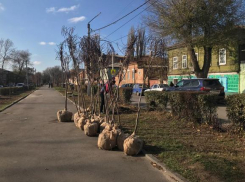 В Новочеркасске на улице Просвещения высадили катальпы