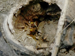 В Новочеркасске спасатели уничтожили гнездо шершней в детском саду