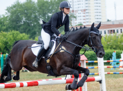 В Новочеркасске появится конный центр