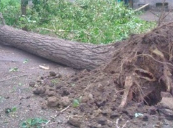 В Новочеркасске ЖЭК и Электросети спихивают друг на друга починку поврежденного деревом кабеля