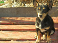 Новочеркасцев просят помочь найти хозяев для приютского озорника