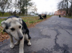 Жители Новочеркасска обеспокоены увеличением количества бездомных кошек и собак