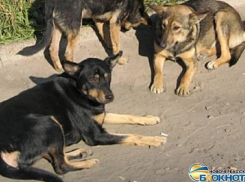 В Новочеркасске на улице Транспортной орудует стая бродячих собак
