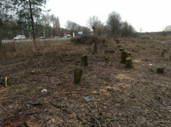 Кто и зачем вырубил деревья на въезде в Новочеркасск будет выяснять прокуратура