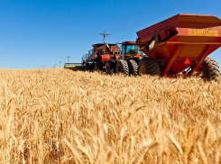 Мумифицированное тело женщины в синем платье нашли в пшеничном поле