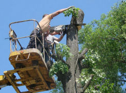 Администрация Новочеркасска добавила денег на опиловку деревьев и покос травы