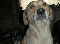 Знакомьтесь – это Мухтар: в новочеркасском приюте представили самого ласкового пса