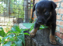 Игривый малыш, с добрым сердцем и задорным нравом ищет любящего хозяина