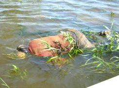 Мужчина из Новочеркасска утонул в одном из водоемов Москвы