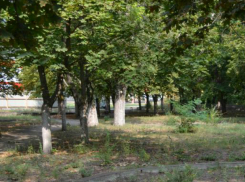 Чтобы посчитать деревья микрорайона Октябрьский Новочеркасску нужно почти пол миллиона