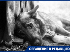 «За что нас убивают?»: отравленные собаки в муках умирают на улицах Новочеркасска