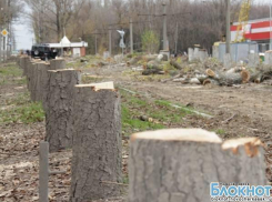 В Новочеркасске строители вырубили аллею каштанов на улице Мацоты