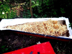 Новочеркасцы пришли в ужас от выброшенного на улице гроба