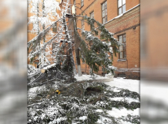 «Там раньше жили совы»: во дворе новочеркасского мелиоративного института рухнула огромная ель