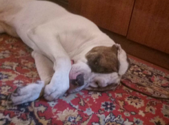 Бродивший под Новочеркасском стаффордширский терьер обрел новый дом