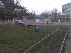 «Держат в страхе все Черемушки»: новочеркасцев атакуют стаи бродячих собак