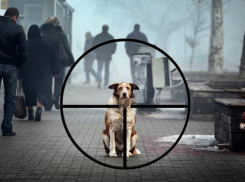 В Новочеркасске осудили мужчину, расправившегося с укусившей его собакой