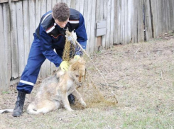 В Новочеркасске на отлов бродячих собак добавили еще 1 миллион 700 тысяч рублей