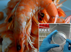 В торговых сетях Новочеркасска могут продаваться кальмары и креветки с кишечной палочкой