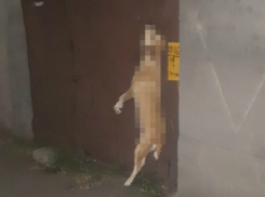 Повешенная на воротах в Новочеркасске собака стала жертвой трагического случая