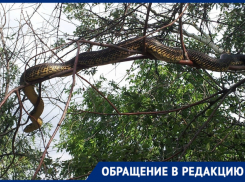 «Вот это шланг!»: огромная змея напугала новочеркасцев возле ГРЭС