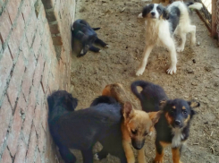 Самые одинокие сердца новочеркасского приюта для собак