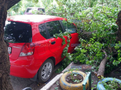Огромная ветка рухнула на машину в Новочеркасске