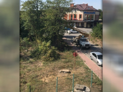 Новочеркацы неистовствуют: зеленые насаждения вырубают ради очередной «Пятёрочки»