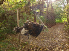 В ростовском зоопарке появился африканский страус Кузя