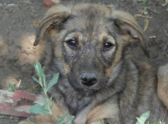 Робкий, но добродушный пес поселился в новочеркасском приюте «DogHope»