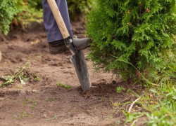 И снова туи: в Новочеркасске с территории кафе пропали девять саженцев
