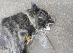 В Новочеркасске причиной смерти двух собак предполагали бешенство